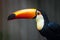 Toco Toucan Ramphastos toco