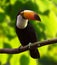 Toco Toucan (Ramphastos toco)