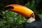 Toco toucan Ramphastos toco