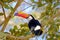 Toco Toucan, Ramphastos Toco, also known as Common Toucan, Giant Toucan, Iguazu or Iguacu, Brazil