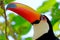 Toco Toucan, Ramphastos Toco, also known as Common Toucan, Giant Toucan, Iguazu or Iguacu, Brazil