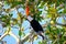 Toco Toucan, Ramphastos Toco, also known as Common Toucan, Giant Toucan, Iguazu or Iguacu, Brazil