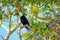 Toco Toucan, Ramphastos Toco, also known as the Common Toucan, Giant Toucan, Pantanal, Porto Jofre, Brazil