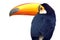 The toco toucan Ramphastos toco, also known as the common toucan, giant toucan or simply toucan,isolated portrait