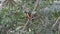 Toco toucan, Ramphastos toco, hopping through topical trees