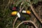 TOCO TOUCAN ramphastos toco, PAIR STANDING ON BRANCH