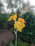 Today morning yellow cannas flowers of sri lanka