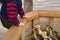Toddler boy fed and playing and look at Ducklings in the petting zoo.