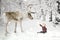 Toddler boy with Reindeer in snow