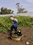 Toddler boy at vegetables self-picking