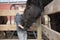 Toddler Boy Visiting a Local Urban Farm and Feeding the Horses