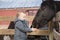 Toddler Boy Visiting a Local Urban Farm and Feeding the Horses w