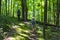 toddler catching up to Mom on a wooded hiking trail