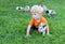 Toddler crawling with puppy in grass