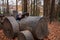 Toddler driving a wooden truck in the Autumn Forrest