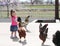 Toddler Feeding the Chickens