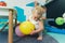 Toddler girl playing colorful balloons. Sensory play at the nursery school for kids wellness