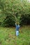 Toddler picking apples