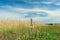 Toddler preschooler blonde girl going down dirt road among grain field