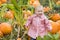 Toddler in pumpkin patch