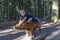 Toddler riding a wooden boar