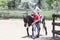 Toddler with a Safety Helmet on Goes on a Pony Ride at a Local Farm with his Horse Being Led Grandfather