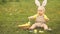 Toddler in a suit of the Easter Bunny plays with Easter eggs sitting on the grass in the park. Spring picnic, happy