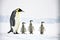 Toddlers and emperor penguin parents live in snows of south pole