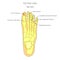 Toe fractures