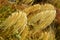 Toetoe Grass , Chateau Tongariro, Mount Ruapehu, New Zealand