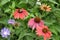 In This Together, Beautiful Closeup Of Summer Flowers with depth Of Field Perspective