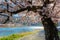 Togetsukyo bridge that crosses the Katsura River with scenic full bloom cherry blossom in spring