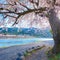 Togetsukyo bridge that crosses the Katsura River with scenic full bloom cherry blossom in spring