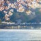 Togetsukyo bridge that crosses the Katsura River with scenic full bloom cherry blossom in spring