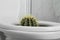 Toilet bowl with cactus near marble wall. Hemorrhoids concept