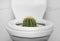 Toilet bowl with cactus near wall. Hemorrhoids concept