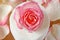 Toilet paper with beautiful pink rose flowers