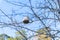 Toilet paper roll dry rot resting on branch in tree with blue sky