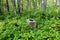 A toilet seat in the middle of the forest