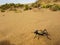 Tok-tokkie darkling beetle (Onymacris sp.) on sand of Namib desert in Namibia, South Africa