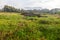 Tokai forest with the back of Table mountain in the distance.