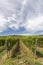 Tokaj landscape with vineyard, Unesco site, Hungary