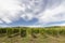 Tokaj landscape with vineyard, Unesco site, Hungary