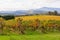 Tokar Estate vineyard - Coldstream