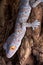 Tokay gecko on bark