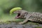 A tokay gecko is basking on moss-covered ground.