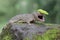 A tokay gecko is basking on moss-covered ground.