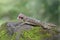 A tokay gecko is basking on moss-covered ground.