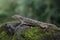 A tokay gecko is basking on moss-covered ground.