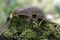 A tokay gecko is basking on moss-covered ground.